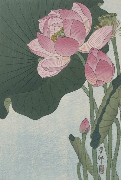 Kvetoucí lotosové květy, 1920-30 (barevný dřevoryt) od Ohara Koson
