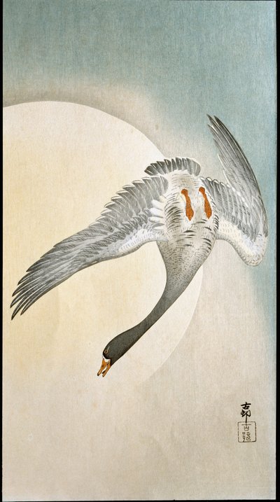 Let kachny v měsíčním světle Xylografie a japonský tisk Ohara Koson (1877-1945) 1908 Soukromá sbírka DR od Ohara Koson