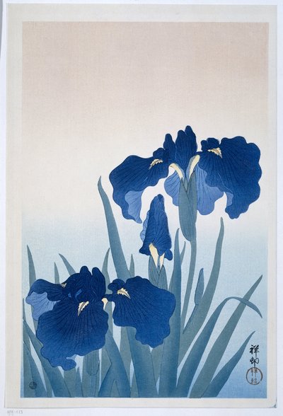 Kosatce, 1925-36 (dřevotisk) od Ohara Koson