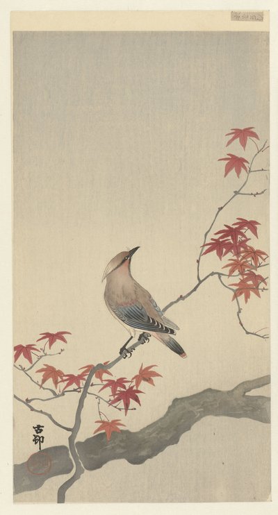 Voskovka japonská na javoru. od Ohara Koson