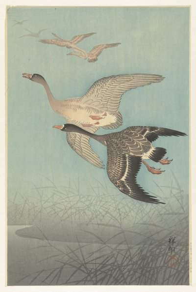 Husy běločelé v letu od Ohara Koson
