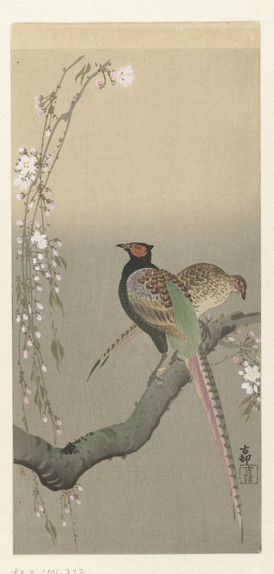 Pár bažantů a třešňového květu od Ohara Koson
