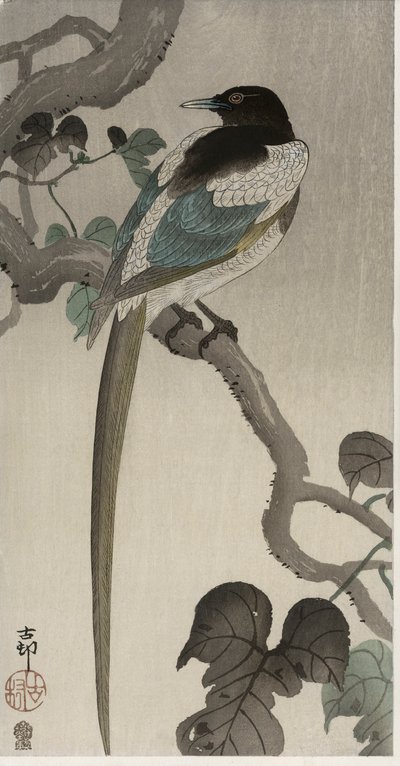 Straka na větvi Pauwolna (barevný dřevořez) od Ohara Koson