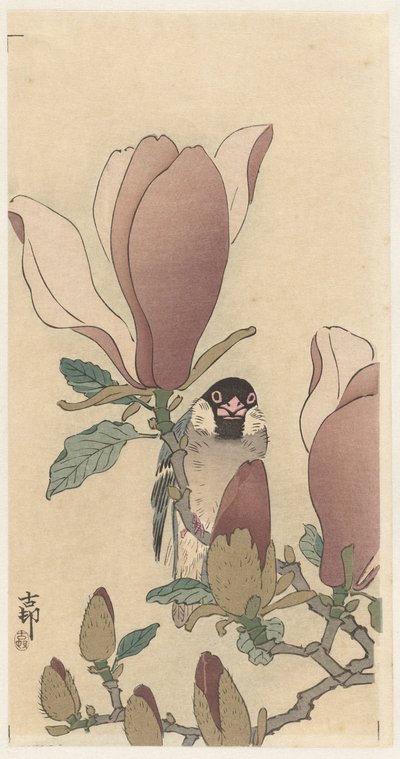 Vrabec na kvetoucí větev magnólie od Ohara Koson