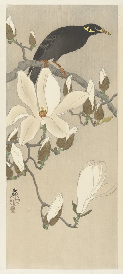Myna na větvi Magnolia od Ohara Koson