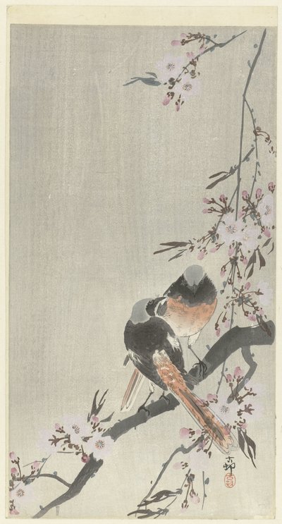 Dva siegel redstarts s třešňovým květem od Ohara Koson