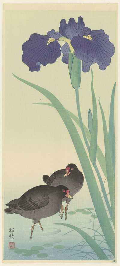 Moorhens a kosatec. od Ohara Koson