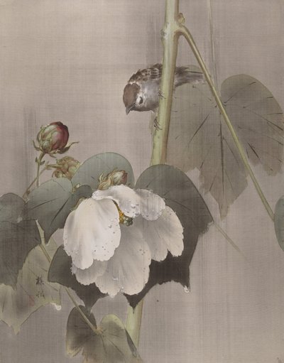 Cotton Rose Mallows in the Rain, ca. 1891-92. od Okada Baison
