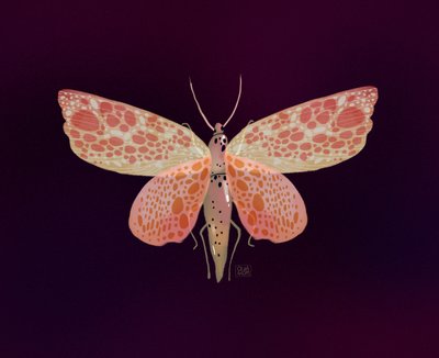 Růžovo-oranžový skvrnitý můra od Olga Skomorokhova