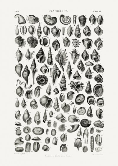 Sealife III od Oliver Goldsmith