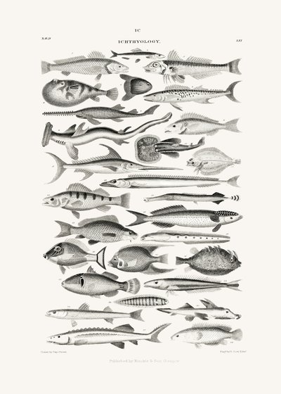 Sealife I od Oliver Goldsmith