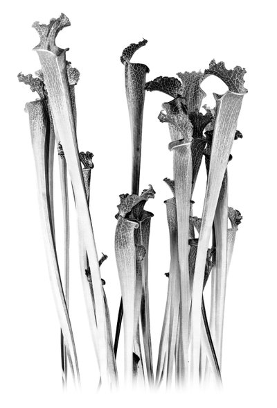 Masožravec, 2020 (digitální kombinovaná technika) od Olivia Gozzano