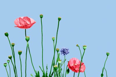 Papaveri rosa, 2019 (digitální kombinovaná technika) od Olivia Gozzano