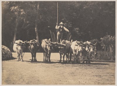 Six Oxen Team se svým řidičem, c. 1853. od Olympe Aguado