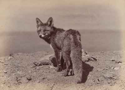[Fox], 1886. od Ottomar Anschütz