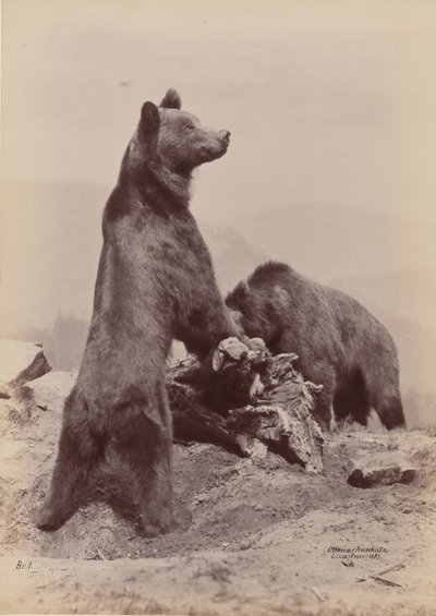 [Dva medvědi], 1889. od Ottomar Anschütz