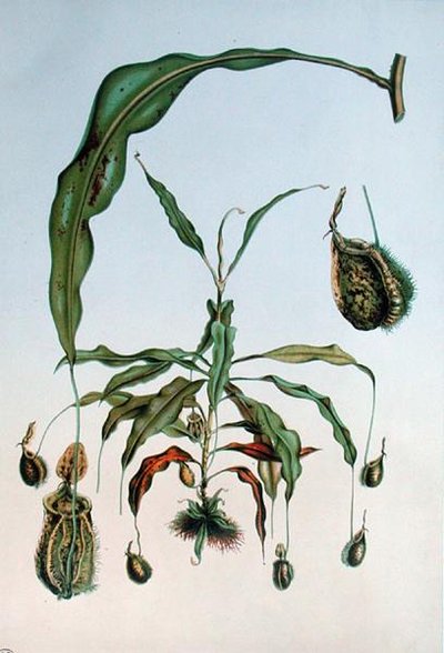 Nepenthes Hookeriana, botanická deska z „Les Promenades de Paris“ od E. Alphana, rytina L. Stroobanta, kolem 1867-73 (barevně lito) od P. (after) Lambotte