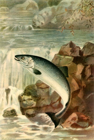 „Skok lososa“, 1895, 1943. od P. J. Smit
