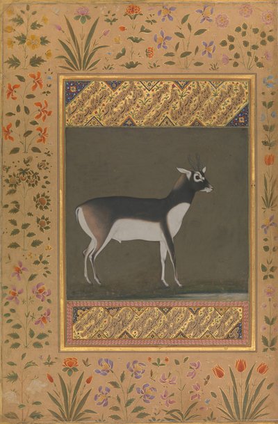 Black Buck, Folio z alba Shah Jahan, recto: ca. 1615-20, verso: ca. 1530-50. od Painting attributed to Manohar