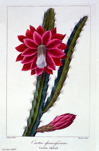 Kaktus, hospoda. 1836. od Panacre Bessa