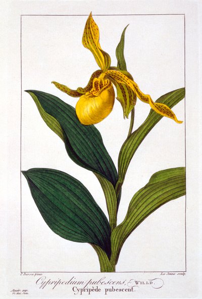 Cypripedium, hospoda. 1836. od Panacre Bessa