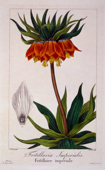 Fritillaria imperialis, hospoda. 1836 od Panacre Bessa