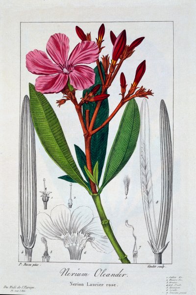 Nerium Oleander, hospoda. 1836. od Panacre Bessa