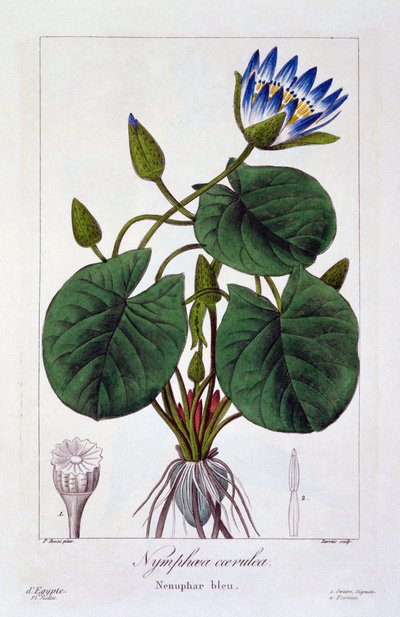 Modré nymfy, hospoda. 1836 od Panacre Bessa