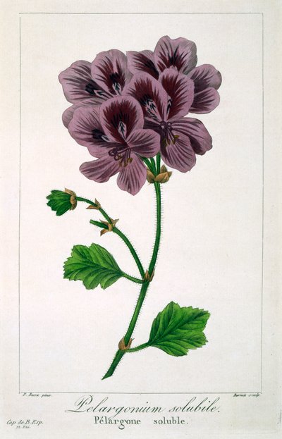 Pelargonium, hospoda. 1836. od Panacre Bessa