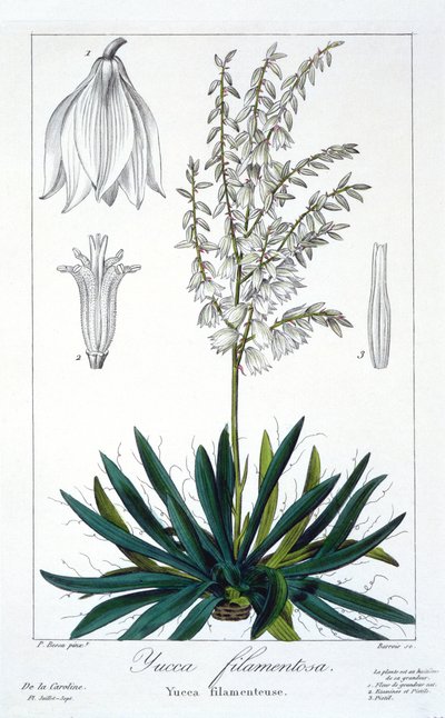 Yucca filamentosa, hospoda. 1836. od Panacre Bessa
