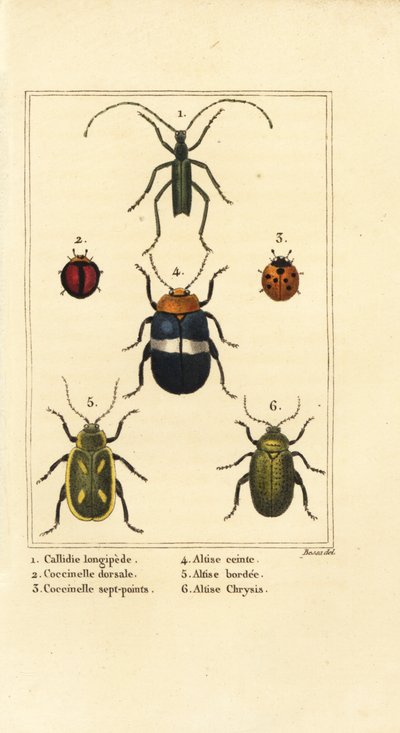 Callidium longipes 1, berušky, Jauravia dorsalis 2, Coccinella septempunctata 3, blechy, Altica emarginata 4, Altica emarginata 5 a Altica chrysis 6 od Pancrace (after) Bessa