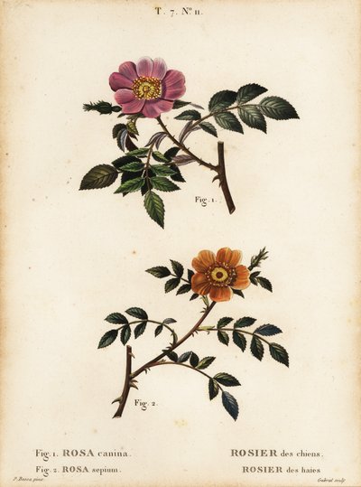 Růže psí, Rosa canina, Rosier des Chiens 1 a vřes malolistý, Rosa sepium, Rosa agrestis, Rosier des Haies 2 od Pancrace (after) Bessa