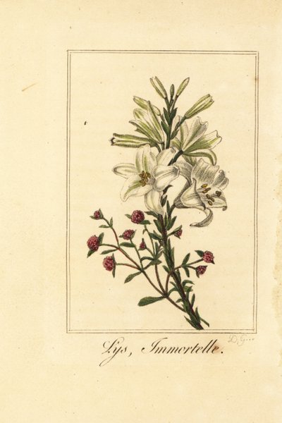 Lilie a červená věčná, Lys a nesmrtelná, bílá lilie a krvavý Helichrysum od Pancrace (after) Bessa