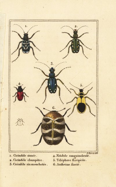 Tiger brouci, Cicindela sinuata 1, Cicindela campestris 2, Cicindela sexguttata 3, Nitidula bloodstained 4, pestrý kobercový brouk, nažloutlý telefor 5, Anthrenus verbasci 6 od Pancrace (after) Bessa