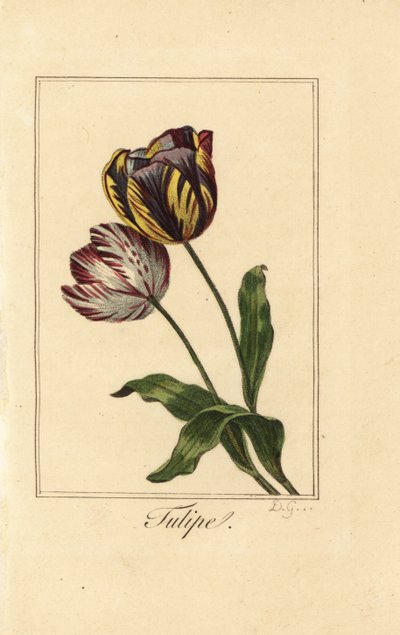 Odrůdy tulipán, tulipán, Tulipa gesneriana od Pancrace (after) Bessa