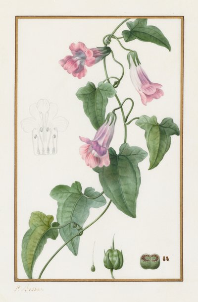 (Botanicky: Maurándia semperflorens) od Pancrace Bessa