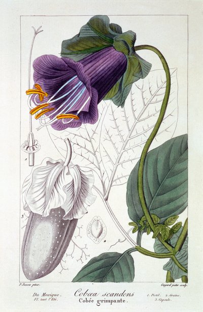 Cobaea scandens, 1836 (ručně kolorovaná rytina) od Pancrace Bessa