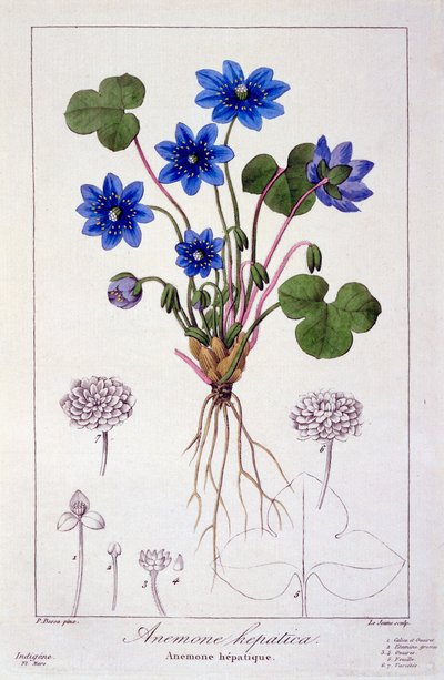 Hepatica nobilis, 1836 (ručně kolorovaná rytina) od Pancrace Bessa