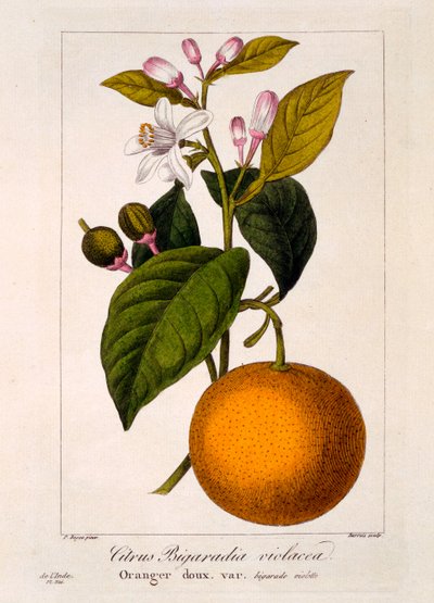 Sladký pomeranč: Citrus sinensis var. Bigaradia violacea, 1836 (ručně kolorovaná rytina) od Pancrace Bessa