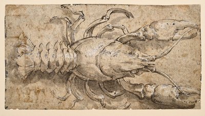 Raci (recto) od Parmigianino