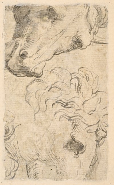 Dvě studie hlav koní (fragment) (verso) od Parmigianino