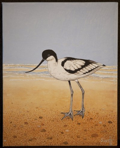 Avocet, 2016 od Pat Scott