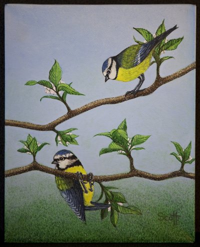 Bluetits, 2016 od Pat Scott
