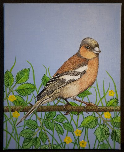 Chaffinch, 2016 od Pat Scott