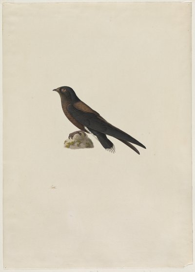 Rychloocasý Hirundapus caudacutus, 19. století. od Paul Huet