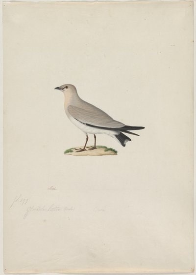 Malá Pratincole Glareola lactea, 19. století. od Paul Huet