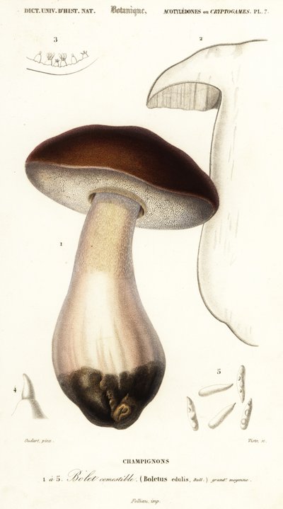 Cep, penízovka, hřib hřib nebo hřib, hřib smrkový. ,1849 (rytina) od Paul Louis Oudart