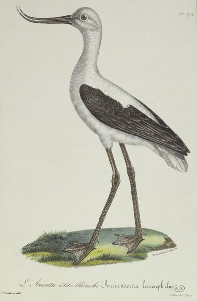 Avocet bělohlavý, počátek 19. století (barevná rytina) od Paul Louis Oudart