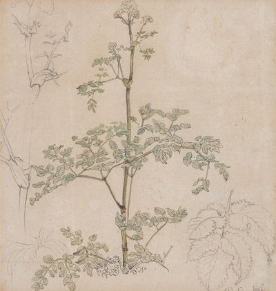 Studie kerblíku od Paul Sandby