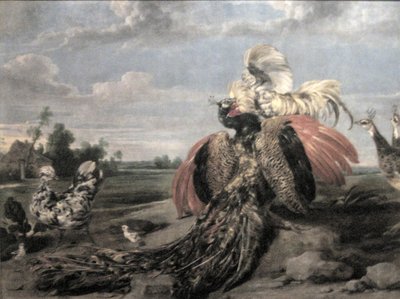 Páví a kohoutí zápasy od Paul De Vos